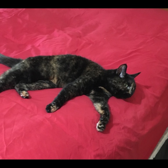 Meet your Posher, Dana - Picture 4 of 11